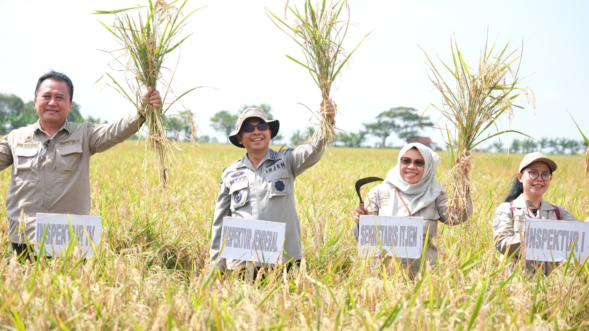 Inspektur Jenderal Kementerian Pertanian, Setyo Budiyanto melakukan panen padi dan tebu di Kabupaten Cirebon, Jawa Barat pada Kamis, 27 Juni 2024.